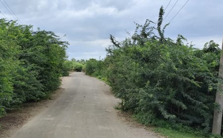 ಸಗರ - ಶಾರದಹಳ್ಳಿ ರಸ್ತೆ ಸ್ವಚ್ಛಗೊಳಿಸಲು ಆಗ್ರಹ.