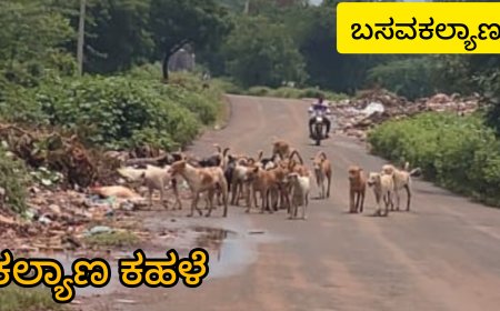 ಬಸವಕಲ್ಯಾಣ : ಬೀದಿ ನಾಯಿಗಳ ಹಾವಳಿ ತಪ್ಪಿಸಿ           ‌