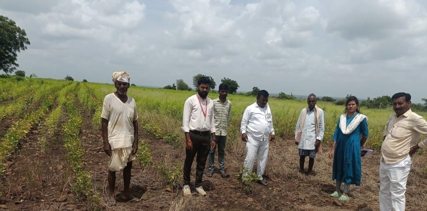 ತೊಗರಿ. ಬೆಳೆ. ಹಾನಿ ಕೃಷಿ ಅಧಿಕಾರಿ ಭೇಟಿ