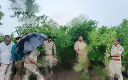 ಬೀದರ್‌ ಪೊಲೀಸರ ಕಾರ್ಯಾಚರಣೆ  ಮೆತ್ತೆ 2 ಕೋಟಿ  ರೂ.ಗಾಂಜಾ ವಶ