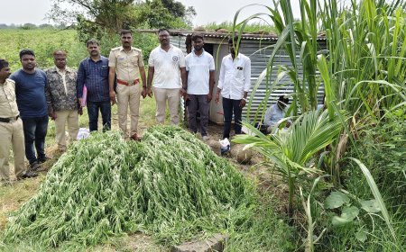 ಗೊಬ್ಬುರ್(ಬಿ) ಗ್ರಾಮದಲ್ಲಿ ಗಾಂಜಾ ಬೆಳೆದ ಗಿಡಗಳು ಪತ್ತೆ