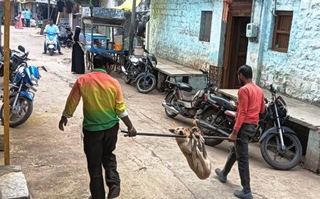 ಆಳಂದನಲ್ಲೂ ಬೀದಿನಾಯಿಗಳಿಗೆ ರ್ಯಾಬಿಸ್ ಲಸಿಕೆ ಆರಂಭ
