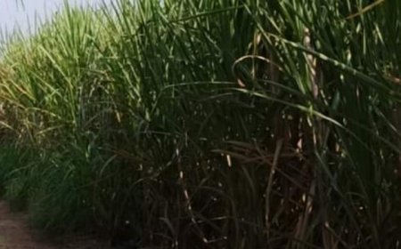 ಕಬ್ಬಿನ ದರ ನಿಗದಿ ಮಾಡಿ ಸರ್ಕಾರ ಆದೇಶಿಸಿದೆ:ಡಿ.ಸಿ.-ಬಿ.ಫೌಜಿಯಾ ತರನ್ನುಮ್