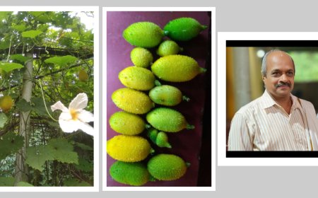 ಕಾಡುಪೀರೆ ಅಂತಿರುವ ಮಡಾ ಹೈಬ್ರಿಡ್ ಕಾಯಿ