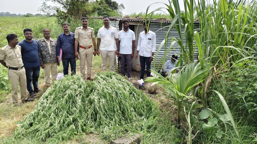 ಗೊಬ್ಬುರ್(ಬಿ) ಗ್ರಾಮದಲ್ಲಿ ಗಾಂಜಾ ಬೆಳೆದ ಗಿಡಗಳು ಪತ್ತೆ