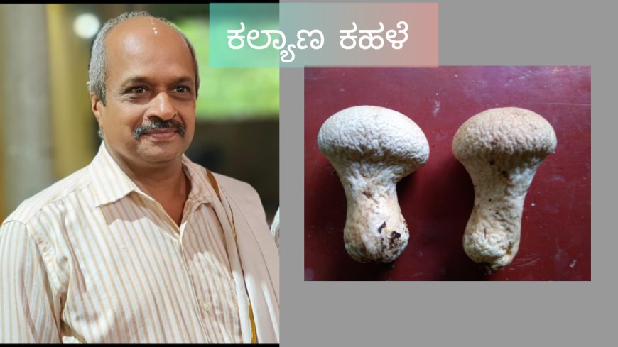 ಮಳೆಗಾಲದ ಅಪರೂಪದ ಕೌತುಕದ ಅತಿಥಿ ಪೌಡರ್ ಬ್ರಷ್ ಅಣಬೆ...!(ಪುಟಿದೆದ್ದ ಚೆಲುವು)