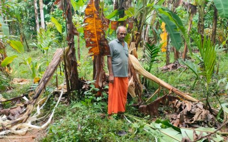 ಪೆರ್ನಾಜೆ ಯಲ್ಲಿ ಸತತ ಮೂರು ದಿನಗಳಿಂದ ಬೀಡು ಬಿಟ್ಟ ಕಾಡಾನೆ..