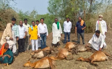 ಶಾರದಹಳ್ಳಿ ಸಿಡಿಲಿಗೆ 14 ಕುರಿಗಳ ಬಲಿ