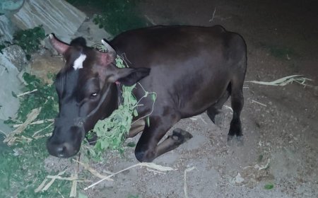 ಸರಿಯಾದ ಚಿಕಿತ್ಸೆ ಇಲ್ಲದೇ, ಹಸು ಅಸ್ವಸ್ಥ  ಹಸುಗೆ ಪ್ರಾಣ ಅಪಾಯವಾದರೆ ಪಶು ಅಧಿಕಾರಿಗಳೇ ನೇರ ಹೊಣೆ : ಶಿವಾನಂದ ಮಾಲಿ ಪಾಟೀಲ