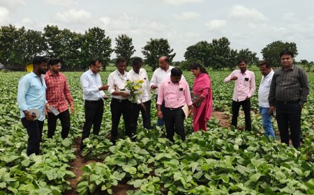 ಹೆಸರು ಹಳದಿ ಎಲೆ ವೈರಸ್ ರೋಗ ಹತೋಟಿ ಸಲಹೆ