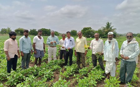 ಉದ್ದು,  ಸೋಯಾ ಬೆಳೆಗಳಲ್ಲಿ ಕಾಂಡ ನೊಣ ಹಾಗೂ ಎಲೆ ಒಣಗೂ ರೋಗ  ನಿರ್ವಹಣೆ