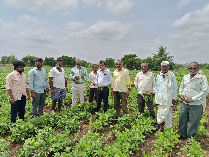 ಉದ್ದು, ಸೋಯಾ ಬೆಳೆಗಳಲ್ಲಿ ಕಾಂಡ ನೊಣ ಹಾಗೂ ಎಲೆ ಒಣಗೂ ರೋಗ ನಿರ್ವಹಣೆ
