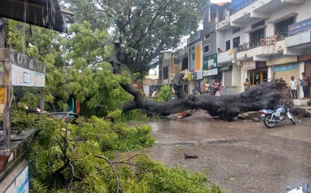 ಕಲಬುರಗಿಯಲ್ಲಿ ಬೃಹತ್ ಮರ ಬಿದ್ದು ಸಂಚಾರ ಅಸ್ತವ್ಯಸ್ತ