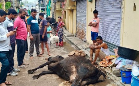 ವಾಡಿಯಲ್ಲಿ ನಿರಂತರ ಮಳೆಗೆ ಹಸು ಸಾವು