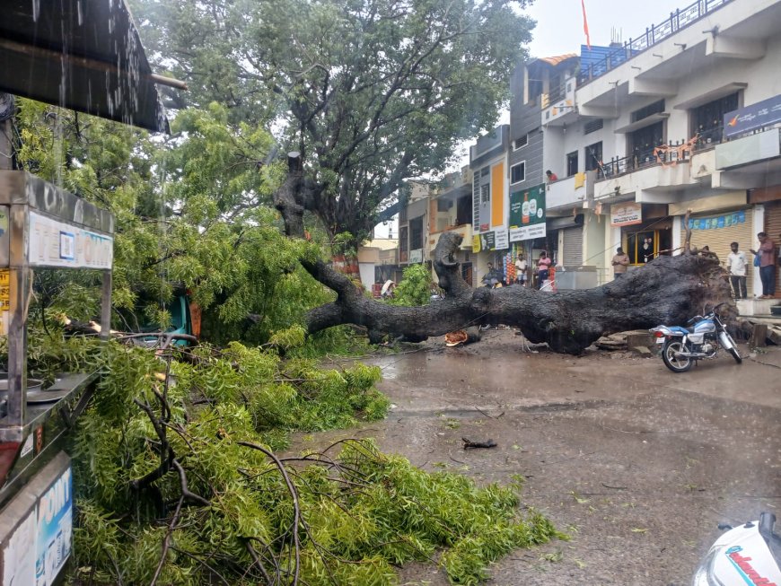 ಕಲಬುರಗಿಯಲ್ಲಿ ಬೃಹತ್ ಮರ ಬಿದ್ದು ಸಂಚಾರ ಅಸ್ತವ್ಯಸ್ತ