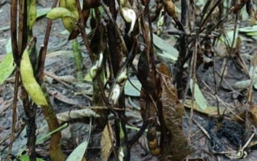 ಕಣ್ಣಲ್ಲಿ ಮತ್ತೆ ನೀರು
