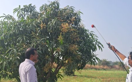 ಮಾವು ಹೂ ಕಾಯಿ ಉದುರುವಿಕೆ ಹತೋಟಿಗೆ ಸಲಹೆ