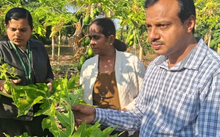 ಪಪಾಯ ಎಲೆ ಮುಟುರು ರೋಗ ಹತೋಟಿಗೆ ಸಲಹೆ