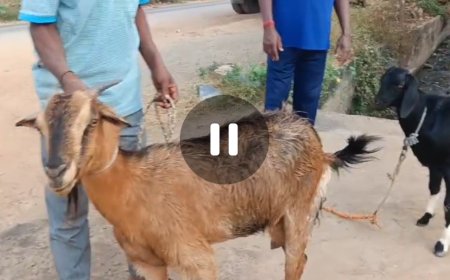 ಮೇಯುತ್ತಿದ್ದ ಆಡುಗಳ ಮೇಲೆ ಬೀದನಾಯಿ ದಾಳಿ ಕೆಚ್ಚಲು ಹಾಗೂ ಕೆಳ ಹೊಟ್ಟೆ ಭಾಗಕ್ಕೆ ಗಂಭೀರ ಗಾಯ