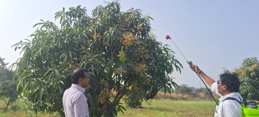 ಮಾವು ಹೂ ಕಾಯಿ ಉದುರುವಿಕೆ ಹತೋಟಿಗೆ ಸಲಹೆ