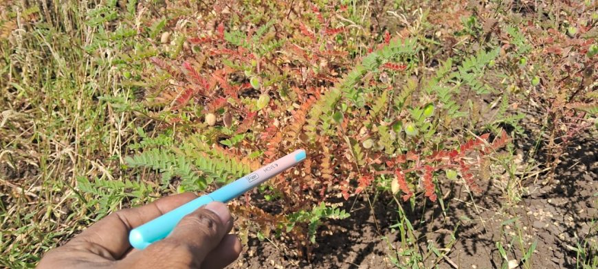 ಕಡಲೆ  ಇಟ್ಟಂಗಿ ತಾಮ್ರ ರೋಗ ನಿರ್ವಹಣೆಗೆ ಸಲಹೆ