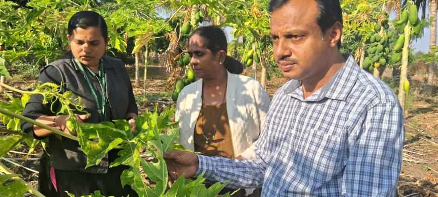 ಪಪಾಯ ಎಲೆ ಮುಟುರು ರೋಗ ಹತೋಟಿಗೆ ಸಲಹೆ