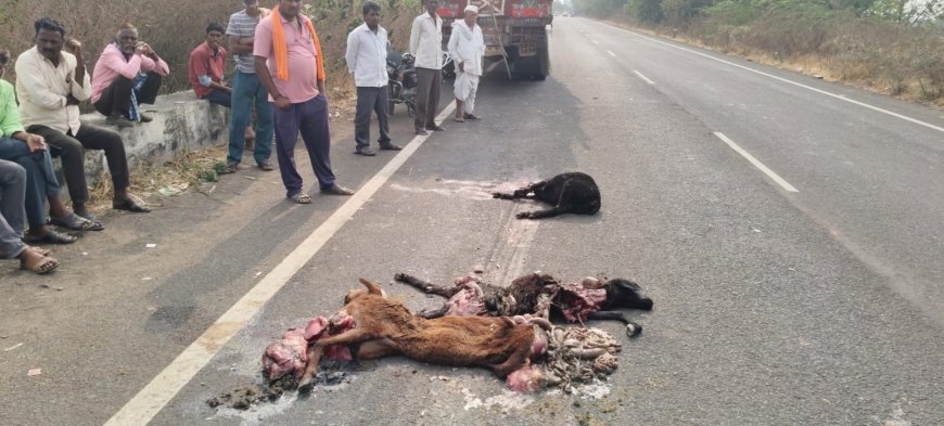 ಕಬ್ಬು ತುಂಬಿದ ಲಾರಿ ಹರಿದು ಕುರಿಗಳ ಸಾವು  ಕಲಬುರಗಿ ತಾಲೂಕಿನ ಹಾರುತಿಹಡಗಿಲ ಕ್ರಾಸ್ ಬಳಿ ದುರ್ಘಟನೆ
