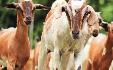 ಸುಲೇಪೇಟ ಪೊಲೀಸ್ ಠಾಣೆ ವ್ಯಾಪ್ತಿಯಲ್ಲಿ 15 ಕುರಿ, 1 ಆಡು ಕಳ್ಳತನ : ಪ್ರಕರಣ ದಾಖಲು