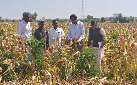 ಅರಿಶಿಣ ಸಮಗ್ರ ಬೆಳೆ ನಿರ್ವಹಣೆ ಗೆ ನೂತನ ತಳಿ ಅಗತ್ಯ