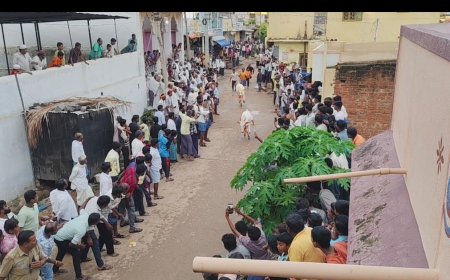 ನರೇಗಲ್ಲ ನಲ್ಲಿ  ಬಿಳಿ ಎತ್ತು ಕರಿ ಹರಿದವು.