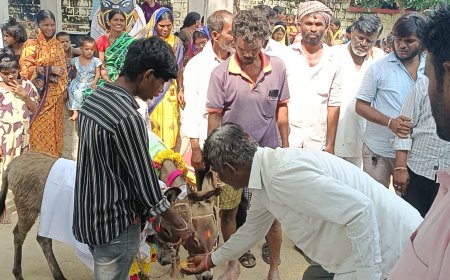 ಚಂದಾಪೂರ್ : ಮಳೆರಾಯನ ಮನವೋಲಿಸಲು ಕತ್ತೆಗಳ ಮದುವೆ ಜರುಗಿಸಿದ ರೈತರು