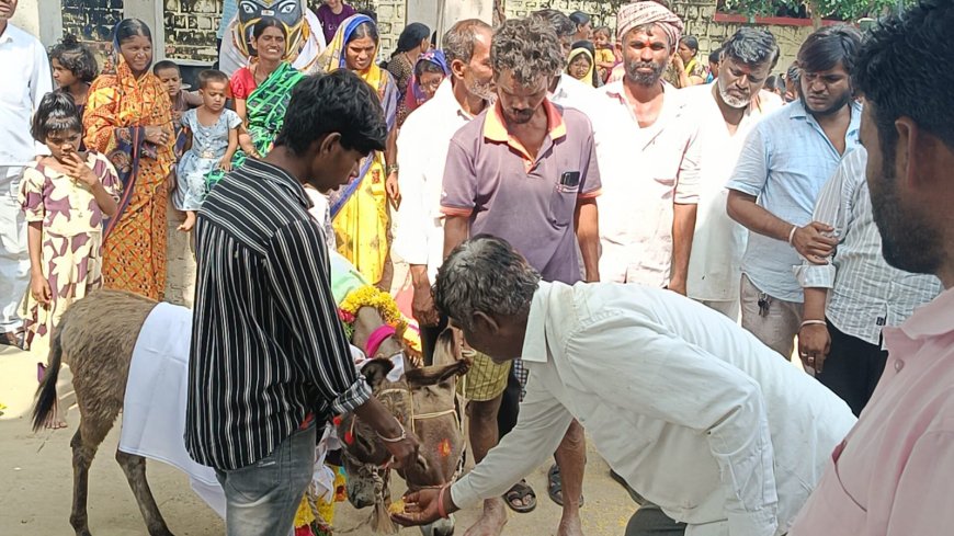ಚಂದಾಪೂರ್ : ಮಳೆರಾಯನ ಮನವೋಲಿಸಲು ಕತ್ತೆಗಳ ಮದುವೆ ಜರುಗಿಸಿದ ರೈತರು