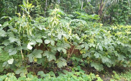 ಹೀಗೂ ಉಂಟೆ ಬೆಂಡೆಕಾಯಿ ಗಿಡಕ್ಕೂ ಹಳದಿ ರೋಗ..