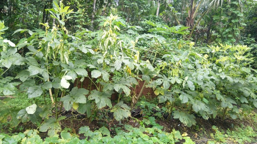ಹೀಗೂ ಉಂಟೆ ಬೆಂಡೆಕಾಯಿ ಗಿಡಕ್ಕೂ ಹಳದಿ ರೋಗ..